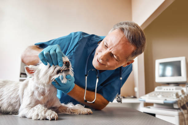 Best Emergency Treatment for Dental Infections or Abscesses in Unt Vernon, MO